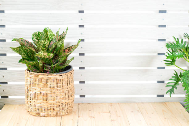 istock Aglaonema lady valentin plant in clay pot on white pattern wall background, wooden table. Small houseplant, modern home decor interior design. Spring Snow Chinese Evergreen tree in living room. 1777515208