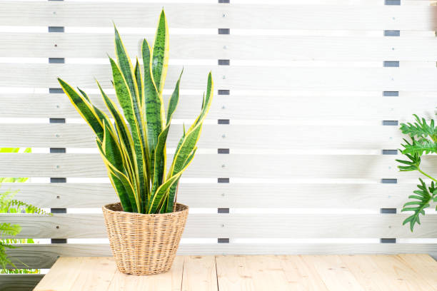 Snake plant, Dracaena trifasciata, Devil Tongue (Sansevieria trifasciata) in clay pot on white pattern wall background, wooden table. Small evergreen houseplant for modern home decor interior design