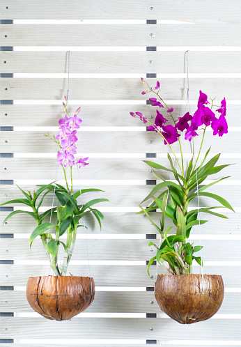 Purple and pink orchid flower bouquet bloom in coconut shell pot on white wall background. Beautiful Phalaenopsis in flowerpot gift design, Houseplant in garden. Nature vase for tropical tree
