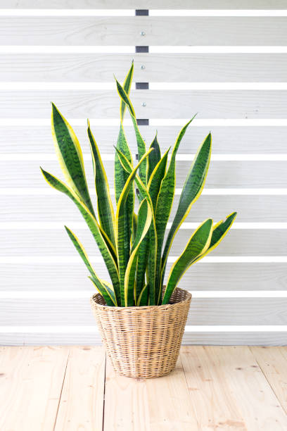 istock Snake plant, Dracaena trifasciata, Devil Tongue (Sansevieria trifasciata) in clay pot on white pattern wall background, wooden table. Small evergreen houseplant for modern home decor interior design 1777515220