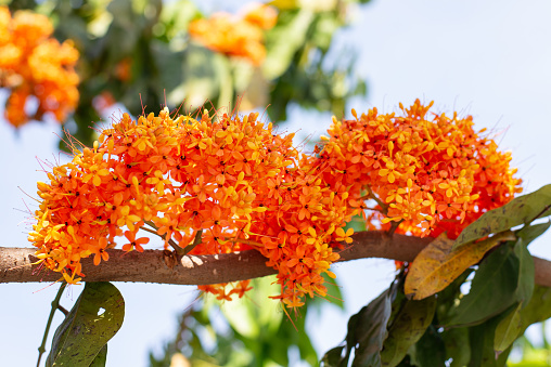 saraca indica flower or ashoka flower. Colorful orange and yellow blooms of Saraca asoca flowers on tree. also known as asoka-tree, Ashok or simply Asoca. important tree in traditions of India