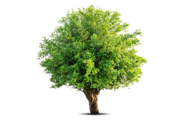 istock Single big tree isolated on white background. Tropical wood plant for advertising, architecture design, clipping path. Green leaf forest and foliage. Large trunk growth lone in spring or summer 1777515229