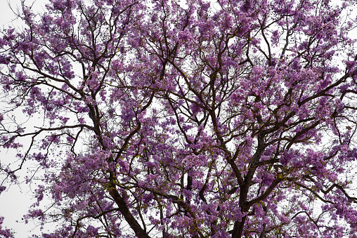 Purple Trees isolated on white background, tropical trees in nature garden isolated used for design, advertising architecture. Lagerstroemia speciosa pink flower blooming in spring seasons park