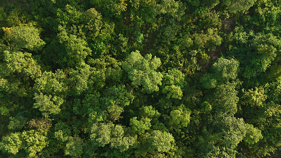 Top view of green forest trees in the morning