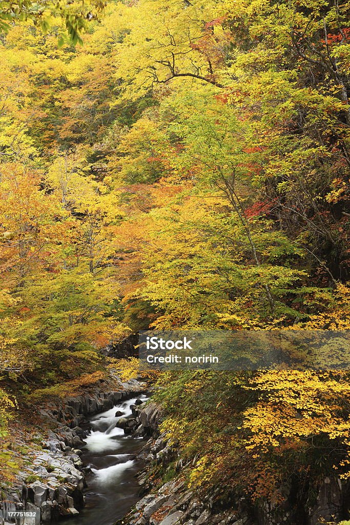 Outono cores do Vale - Foto de stock de Amarelo royalty-free