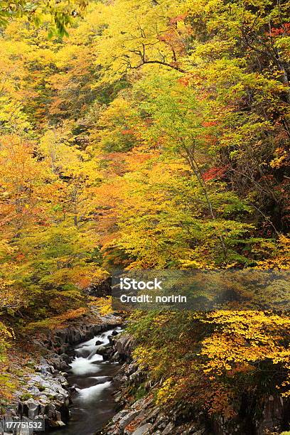 Foto de Outono Cores Do Vale e mais fotos de stock de Amarelo - Amarelo, Beleza natural - Natureza, Bosque - Floresta