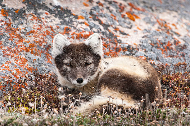 Resting Female Arctic Fox "Arctic fox (Vulpes lagopus) resting for a bit away from her den in front of a lichen-covered rock on the tundra near Cambridge Bay, Nunavut, Canada" white fox stock pictures, royalty-free photos & images