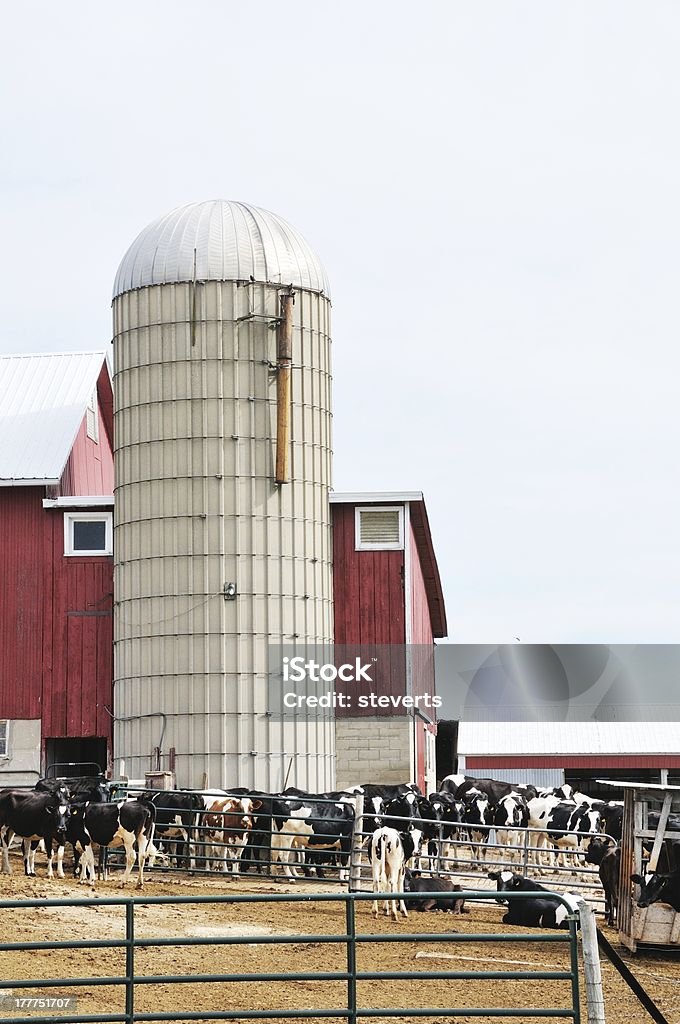 Silo e vacas - Foto de stock de Agricultura royalty-free