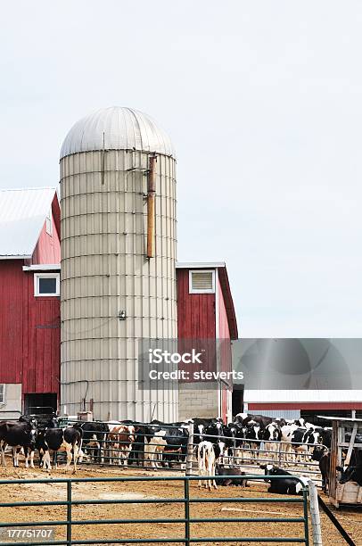 Foto de Silo E Vacas e mais fotos de stock de Agricultura - Agricultura, Animal de Fazenda, Aço