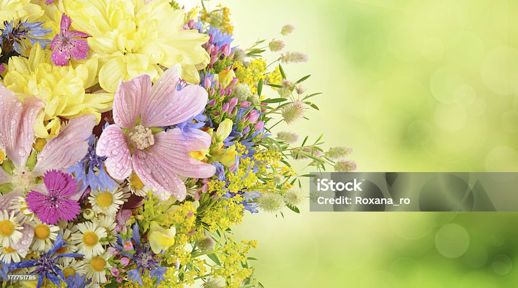 여름 꽃과 - 로열티 프리 0명 스톡 사진