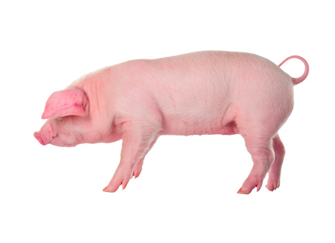 Pig Close-up on Black Background