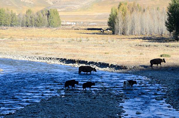 Yak across the river stock photo