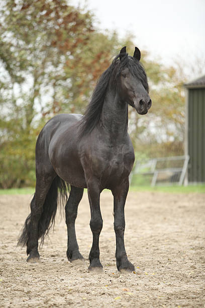 istock Nice friesian stallion looking at you 177752666