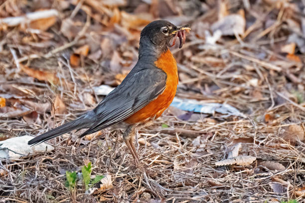 istock American Robin with a Mouthful of Worms 1777529306