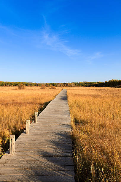 istock the wetland at autumn 177753039