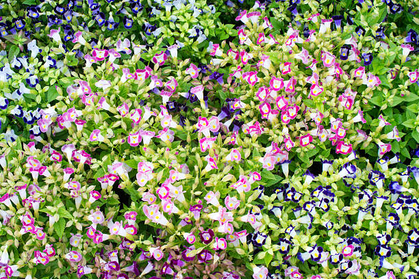 istock Torenia Flower 177753059