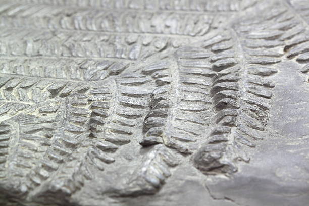 helecho primitivo fósil - fossil leaves fotografías e imágenes de stock