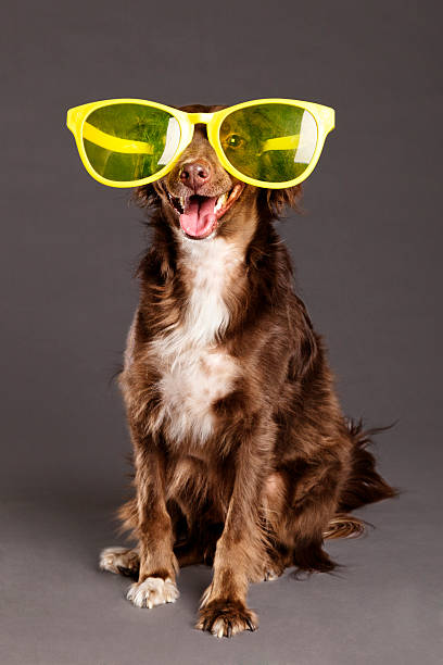 istock Brown Dog with Funny Glasses Studio Portrait 177753845