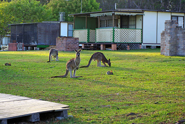 kangaroos - parque nacional murramarang fotografías e imágenes de stock