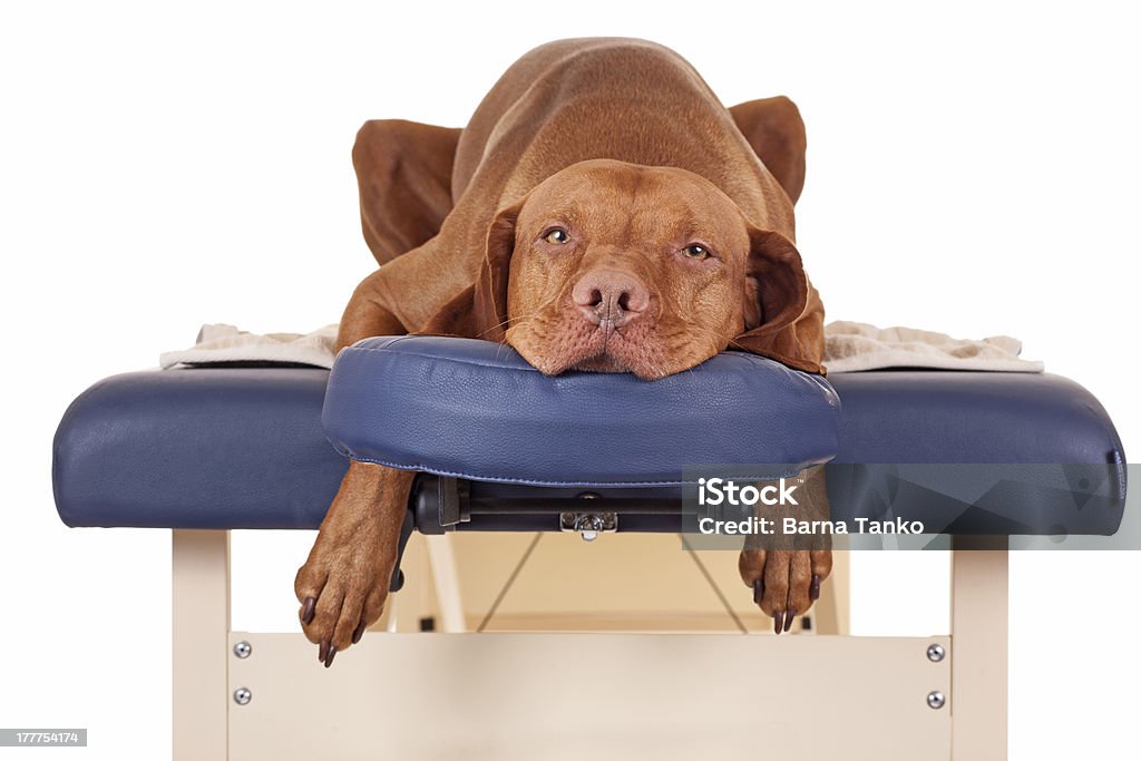 waiting for my massage pure breed golden color dog laying relaxed on a massage table isolated on white background Dog Stock Photo