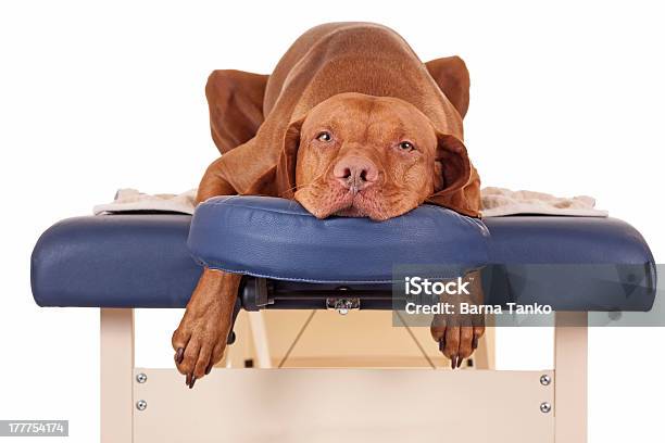 Waiting For My Massage Stock Photo - Download Image Now - Dog, Spa Treatment, Animal