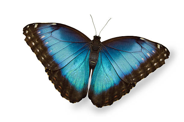 istock Blue butterfly isolated on white 177754233