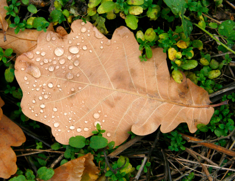 The fallen down sheet of an oak covered with dew drops in the autumn morning in park