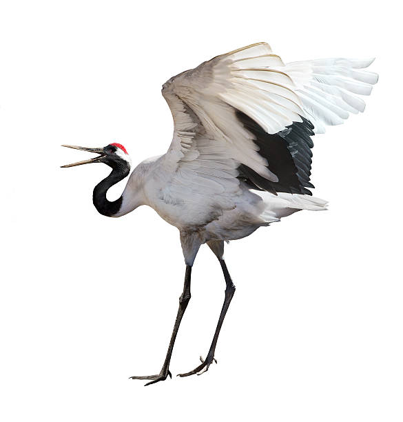 istock dancing japanese crane isolated on white 177754323