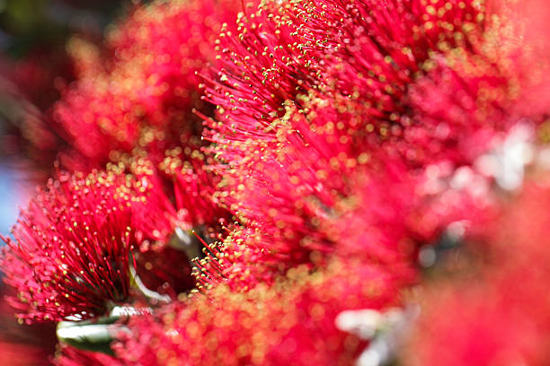 Blooming Pohutukawa stock photo