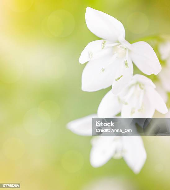 Concurso Branco Flores - Fotografias de stock e mais imagens de Ao Ar Livre - Ao Ar Livre, Azul, Cabeça de Flor