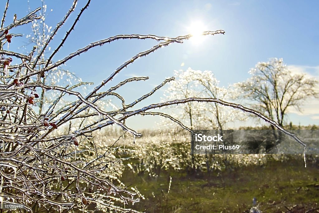 icy briar Filialen in der Sonne - Lizenzfrei Ast - Pflanzenbestandteil Stock-Foto