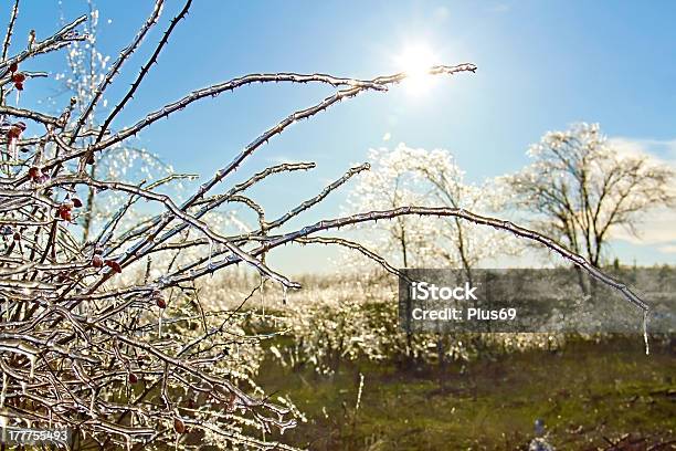 Icy Briar Filialen In Der Sonne Stockfoto und mehr Bilder von Ast - Pflanzenbestandteil - Ast - Pflanzenbestandteil, Baum, Bedecken