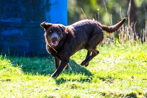 Australian Kelpies on a property at Blayney in the Central West of NSW, Australia