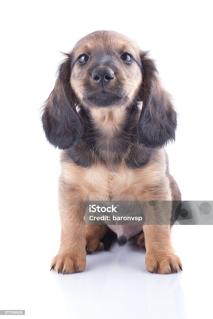 Chiot Teckel - Photo de Animaux de compagnie libre de droits