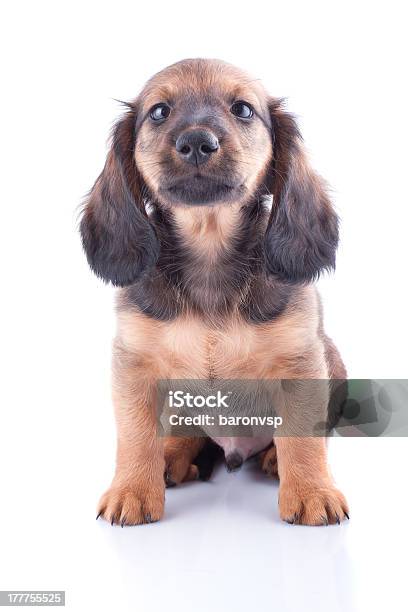 Photo libre de droit de Chiot Teckel banque d'images et plus d'images libres de droit de Animaux de compagnie - Animaux de compagnie, Animaux domestiques, Canidés