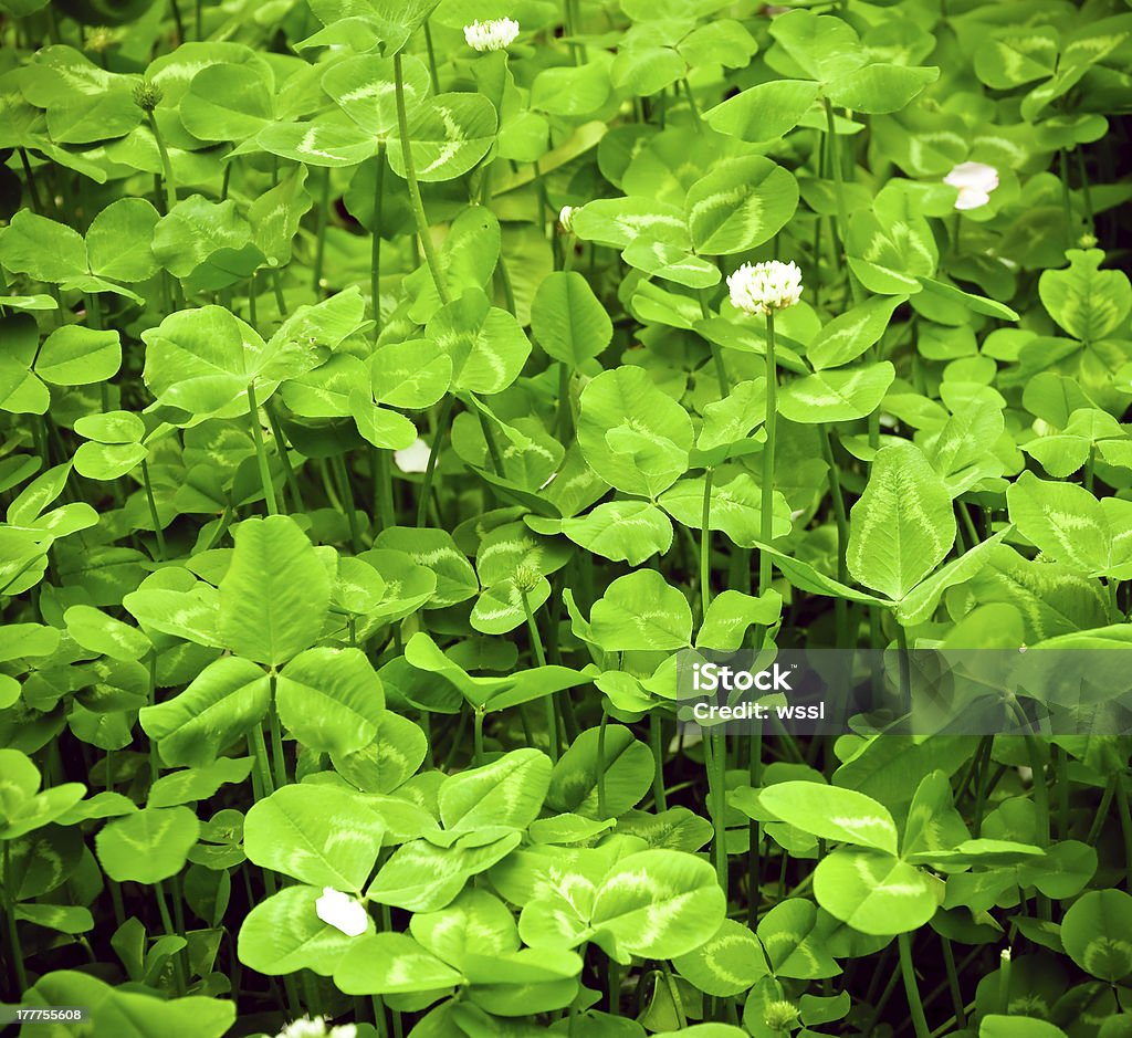 Побег цветы в зеленом фоне - Стоковые фото Флора роялти-фри