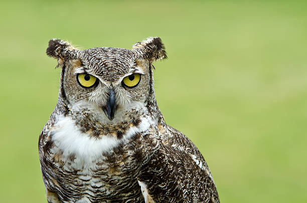 istock Portrait of Great Horned Owl (Bubo virginianus) 177755758