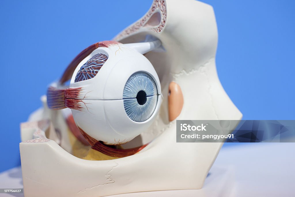 model Ludzkich narządów, oczu - Zbiór zdjęć royalty-free (Anatomia człowieka)
