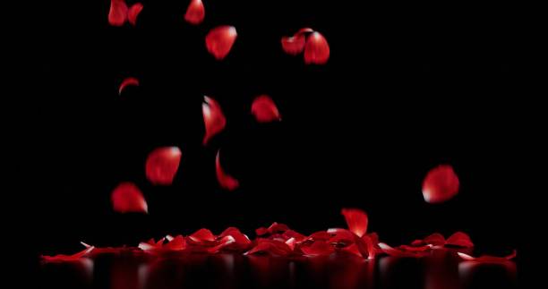 istock Rose petals falling on a black background on the floor 1777563326