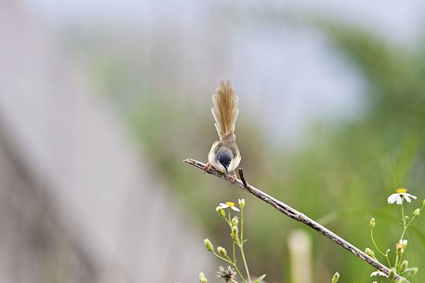 chipe de vientre amarillo wren - bird blade razor blade blade of grass fotografías e imágenes de stock