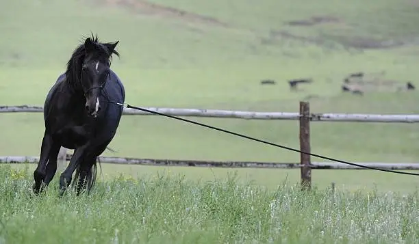 Photo of Natural Horsemanship.