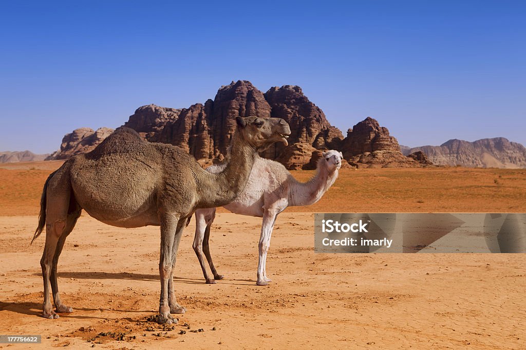 Wild famiglia cammello nel deserto del Wadi Rum - Foto stock royalty-free di Ambientazione esterna