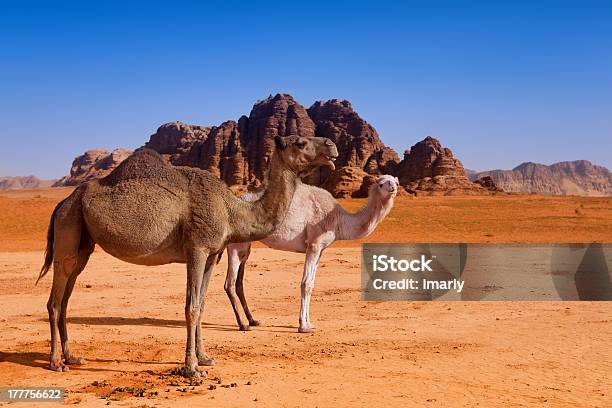 Wild Famiglia Cammello Nel Deserto Del Wadi Rum - Fotografie stock e altre immagini di Ambientazione esterna - Ambientazione esterna, Animale, Animale selvatico