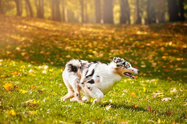 istock young merle Australian shepherd running in autumn 177756651