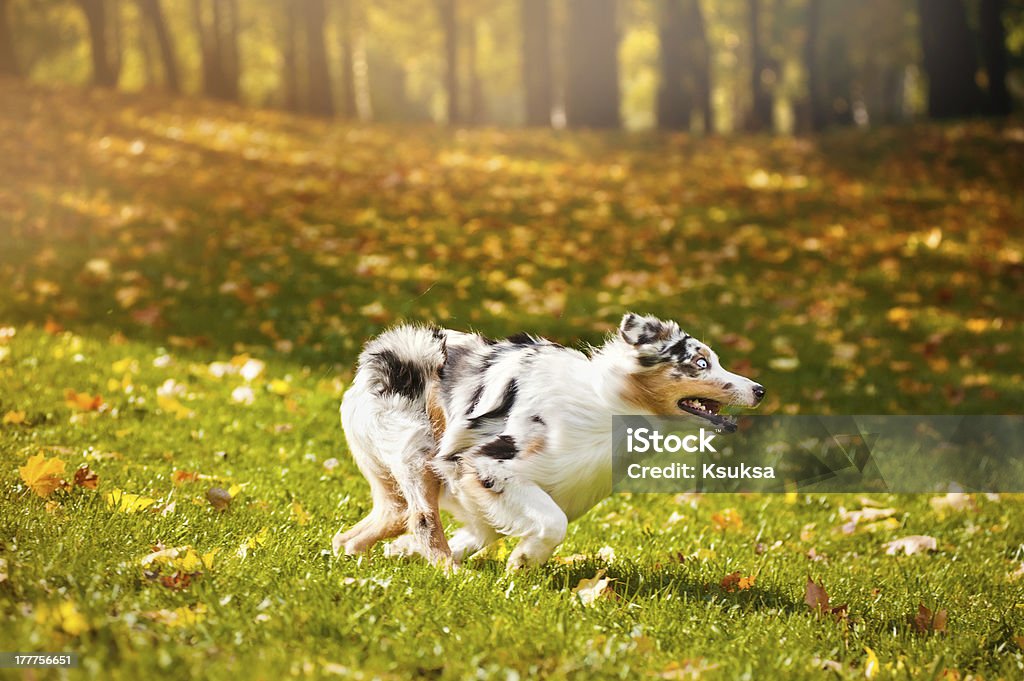 Молодые merle Австралийская овчарка бега в Осень - Стоковые фото Веселье роялти-фри
