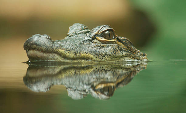 Riflessione di coccodrillo - foto stock