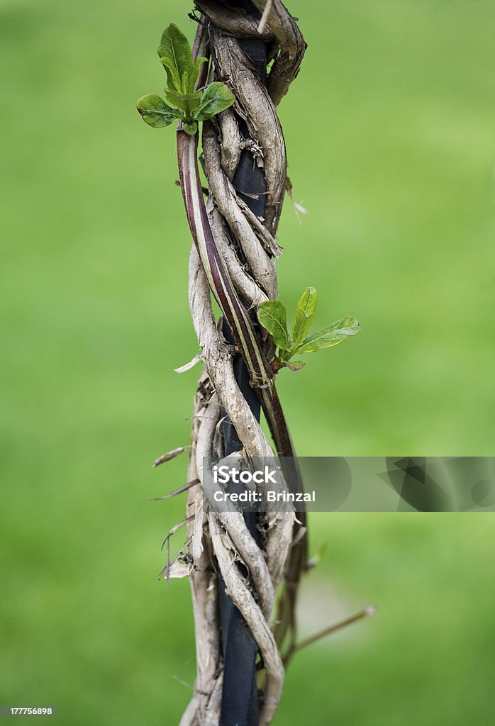 Liana winds around an iron rod Liana winds around an iron rod and gives the new leaves Green Color Stock Photo