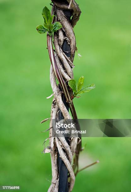 Liana Winds Around An Iron Rod Stock Photo - Download Image Now - Green Color, Ivy, Liana