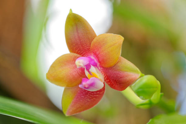 Tropical Phalaenopsis Orchid Hybrid flower in bloom stock photo