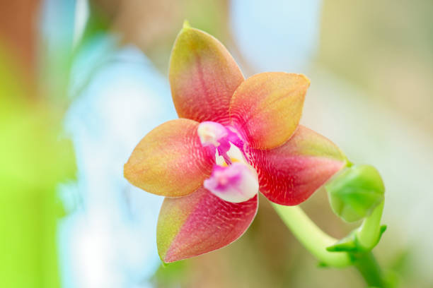 Tropical Phalaenopsis Orchid Hybrid flower in bloom stock photo